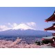 Japanese Japanese
